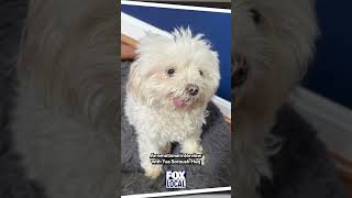 Celebrity Veterinary dentist under investigation after dogs reportedly die in his care Profile