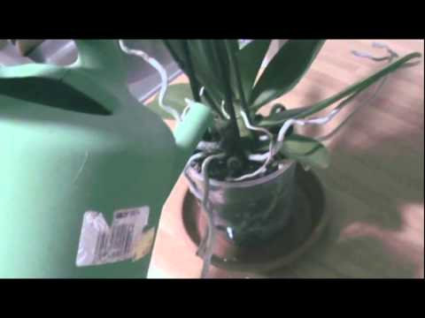 Cómo regar una orquídea