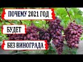 🍇 Почему в 2021 году не будет винограда? От чего вымерз виноград? Как определяют морозостойкость?