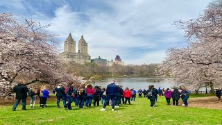 Walking Spring Time in Central Park, New York City | Cherry Trees, Tulips (2019)