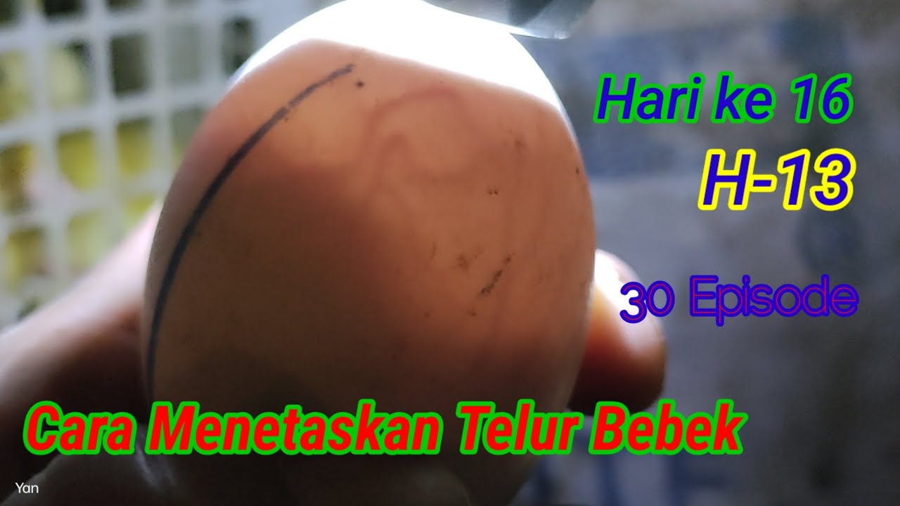 Cara Menetaskan Telur Bebek Hari ke 16 H-13 #inkubator #peternakan #duckling