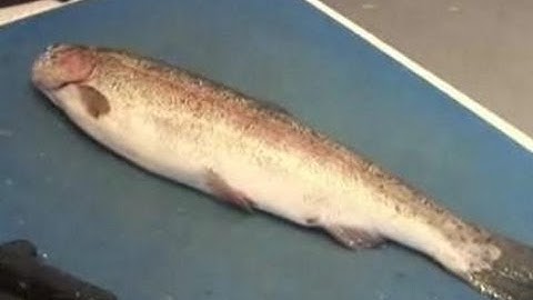 How To Fillet A Trout
