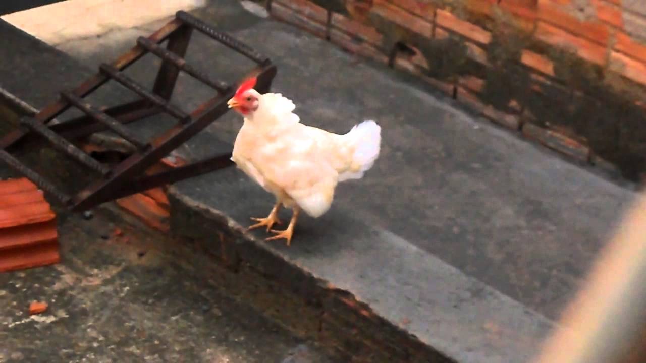 galinha cantando de galo - YouTube