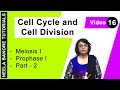 Cell Cycle & Cell Division - Meiosis I - Prophase I - Part  - 2