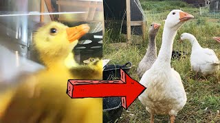 From Egg to Goose in 6 Minutes (TIMELAPSE)