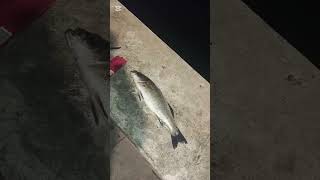 İZMİR İNCİR ALTI GECE VE SABAH BALIK AVLARI  17.05.2026 🎣