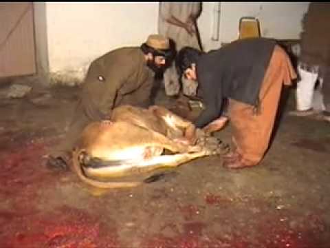 jadoon wedding 2012 part4