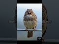 Why Don't Birds Get Shock on Power Lines #electrical #engineeringscience #ai#aishorts #eee #aiart