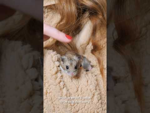 Do hamsters need