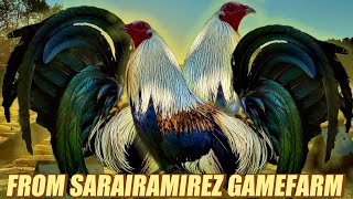 Regular Grey Muff Albany - FROM SARAIRAMIREZ GAMEFARM