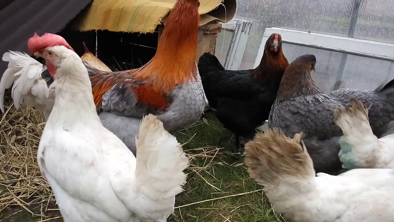 Зимовка кур в теплице, за или против? Куры породы Маран. - YouTube