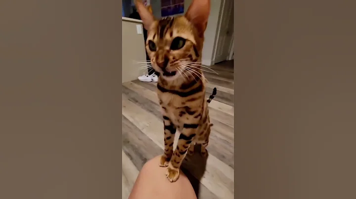 Video 3986341: bengalcat cat, bengal eating, bengal love