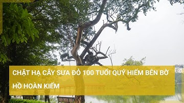 Thực hiện chặt hạ cây sưa đỏ quý hiếm bên bờ hồ Hoàn Kiếm, Hà Nội | Tin mới