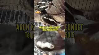 Info terbaru hari minggu kios burung arun kicau murai trotol, gacoran dan lolohan kacer full..