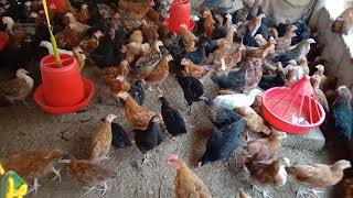 Local Chicken Farming Anjali Agro Farm Nepal