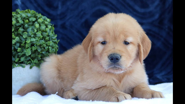 Golden retriever puppies for sale in texas under $1000