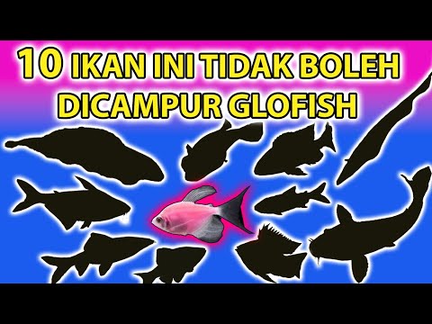 Video: Apakah ikan snook memiliki sisik?