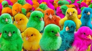 Tangkap Ayam Lucu, Ayam Warna Warni, Ayam Rainbow Gokil, Bebek, Kelinci, Kucing, Dunia Hewan Lucu