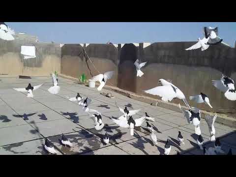 زبيريات