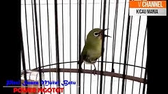 PLECI ISIAN MURAI BATU ~ Joss Terbaik 2017  - Durasi: 3:43. 