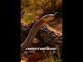 Trinket snake |Animal#148| #animals #wildlife #nature #shorts #cute #funny #facts #reels #learning