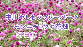 可愛いセンニチコウ（千日紅）【中川やしおフラワーパーク】\/Cute Gomphrena globosa [Nakagawa Yashio Flower Park]\/4K