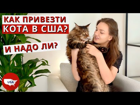 Переезд в Америку с котом. Как перевезти животное в США? Нужно ли брать кота в Америку?