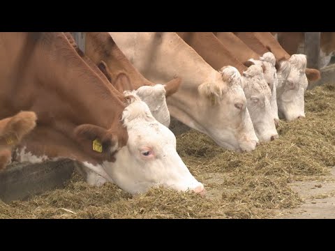 Бейне: Дәріханадағы түгендеу: тәртібі, құжаттары, түгендеу комиссиясының құрамы