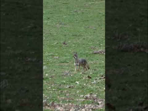 Loooong Neck Coyote Coyote Hunting Shorts Foxpro 