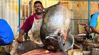 KASIMEDU 🔥 SPEED SELVAM | GIANT BLACK TREVALLY FISH CUTTING | IN KASIMEDU | HD VIDEO | FF CUTTTING