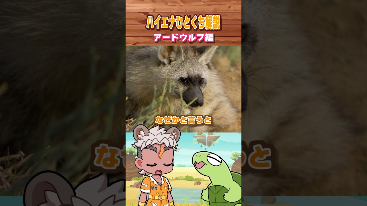 【ハイエナひとくち解説】主食が〇〇！？アードウルフ編 #動物 #ハイエナ #アードウルフ #vtuber #shorts