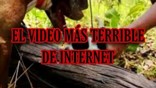 El Video De 1 Perrita Y 9 Cachorros El Peor Video De Internet