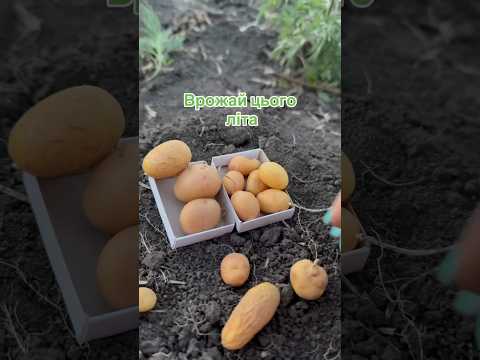 Врожай 2024 #урожай