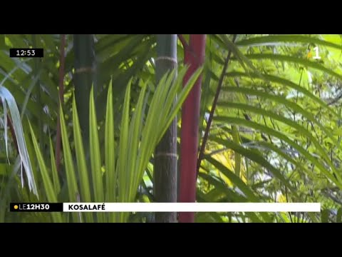 Vidéo: Informations sur les palmiers rouges à lèvres - Comment faire pousser des palmiers rouges à lèvres dans le jardin