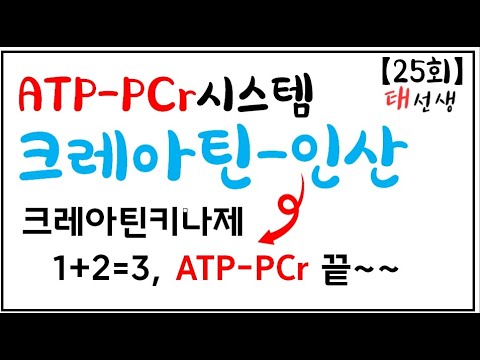   25회 운동생리학기초 ATP PCr시스템