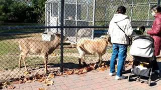 Download Lagu JOHNSON PARK, PISCATAWAY ,NJ ,Best visiting and picnic spot of New Jersey Download Lagu JOHNSON PARK, PISCATAWAY ,NJ ,Best visiting and picnic spot of New Jersey