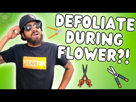 Video: Cum să tăiați o plantă: aflați despre îndepărtarea mugurilor de flori