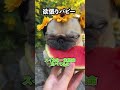 スーパーマ○オブラザーズ🏃♀️💰🐢 #犬 #dog #おもしろ動画