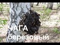 ЧАГА берёзовый. Как пить и для чего?