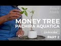 Pachira aquatica, The Money Tree, Unbraided and Repotted, Part 2, Dec2021