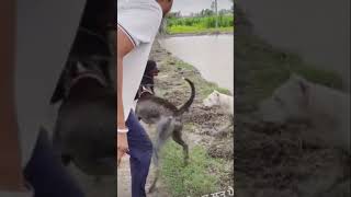 Pitbull fight with dog 🐕 😟😟 screenshot 4