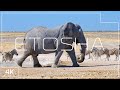 Etosha National Park | A nature paradise in 4K