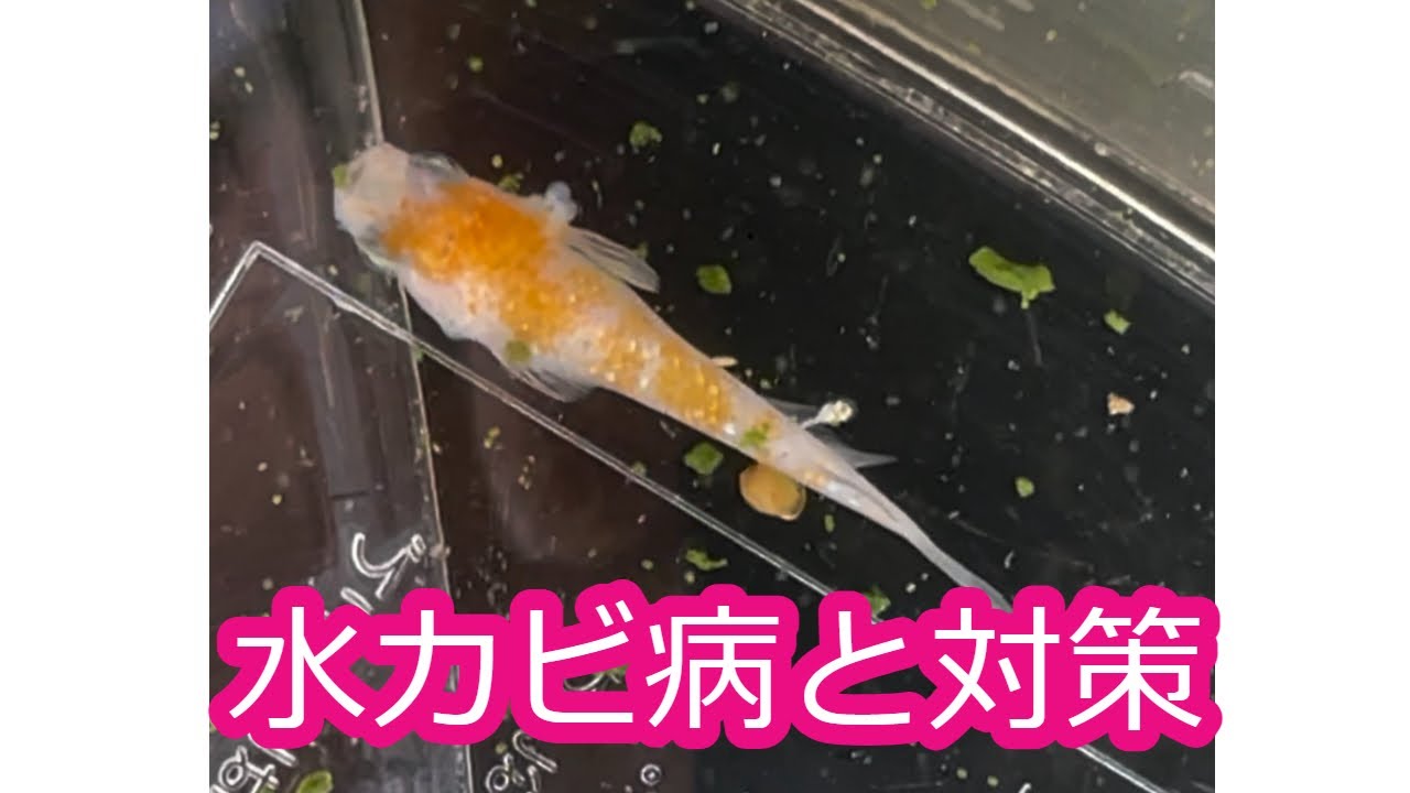 めだかの水カビ病と対策 Youtube めだかの水カビ病と対策 Youtube