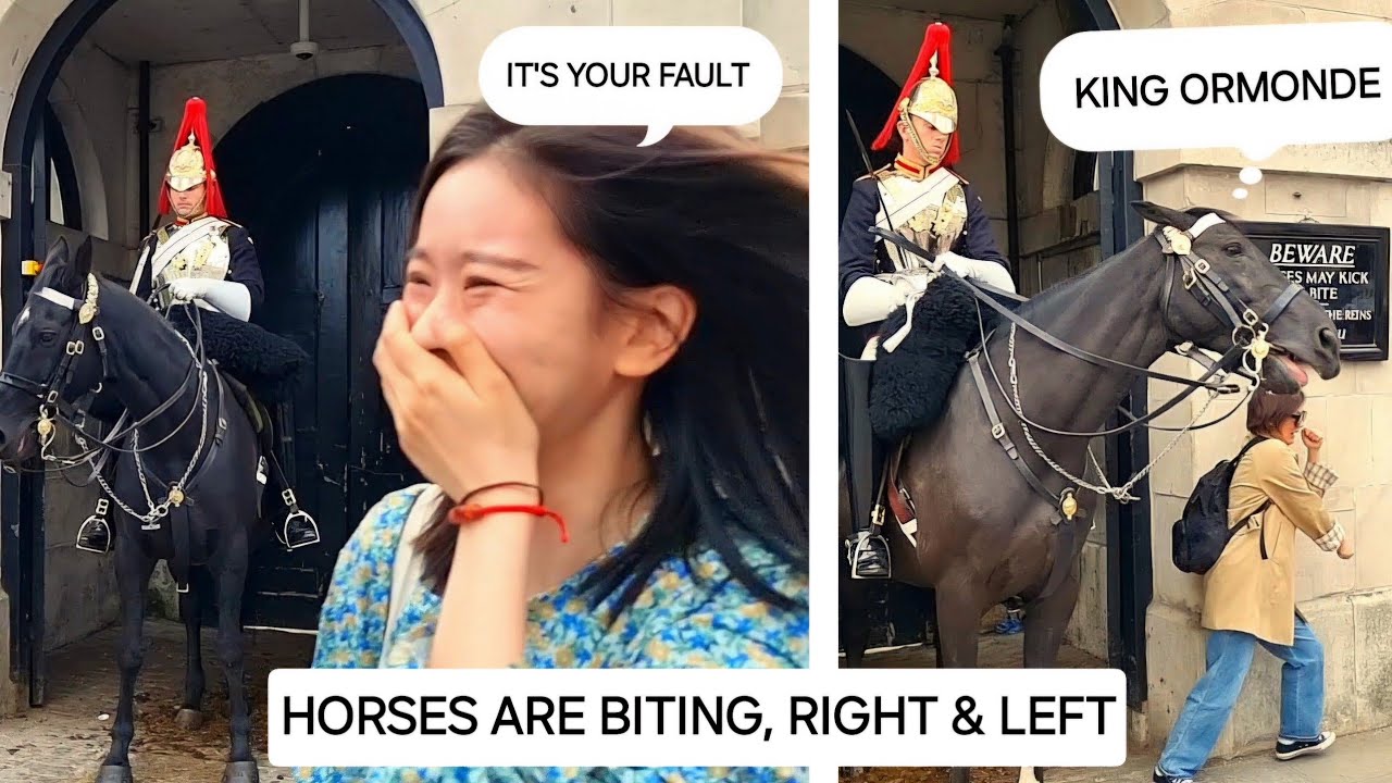 ORMONDE: Both Horses are 