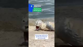 Seal rescued from Vilvoorde canal