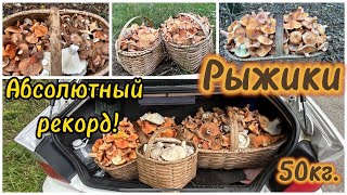 Один грибник и 50 кг Рыжиков!это точно рекорд! Кто нибудь собирал больше?😉тихая охота сентябрь 2023