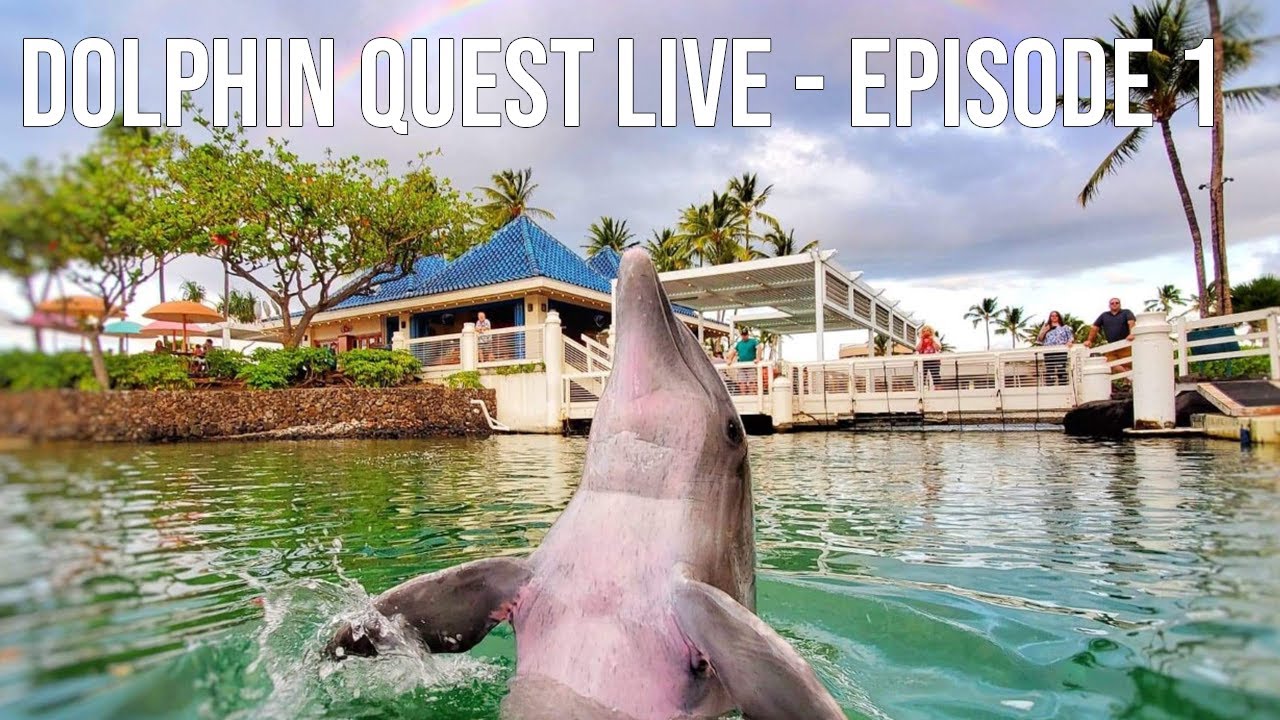 Dolphin Quest Live Daily Dolphin Assessment Youtube