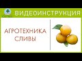 СЛИВА в сложных погодных условиях. Сады Урала. Телепередача Земля Уральская. Архив.