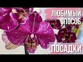 ЛЮБИМЫЙ…❗️ способ ПОСАДКИ / пересадки ОРХИДЕИ фаленопсис