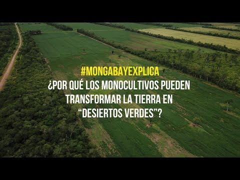 #MongabayExplica: ¿Por qué los monocultivos pueden transformar la tierra en “desiertos verdes”?